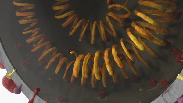 Novel Coronavirus Cross Section_color 0001