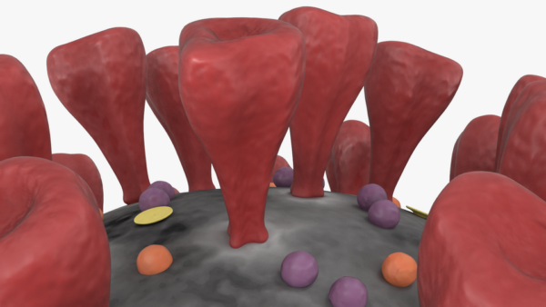 Novel Coronavirus Cross Section_color 0003