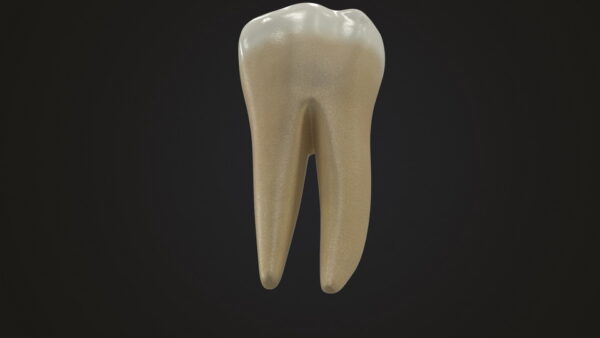 Human Teeth Lower First Molar_render_color 0001