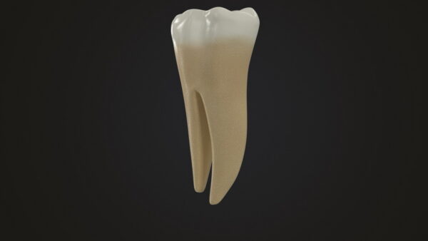 Human Teeth Lower First Molar_render_color 0002