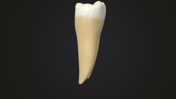 Human Teeth Lower First Molar_render_color 0003