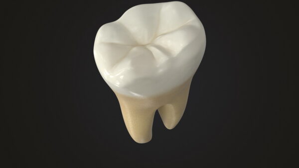 Human Teeth Lower First Molar_render_color 0004