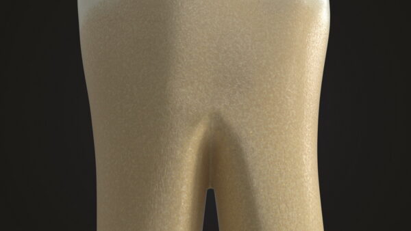 Human Teeth Lower First Molar_render_color 0008