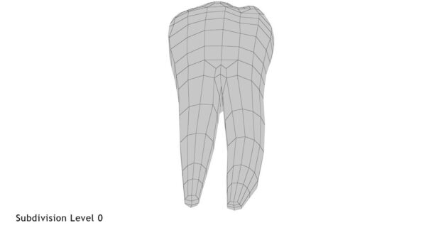 Human Teeth Lower First Molar_render_wireframe 1.0
