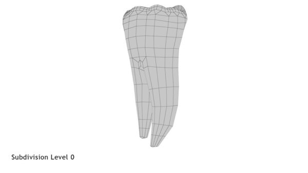 Human Teeth Lower First Molar_render_wireframe 2.0