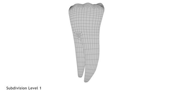 Human Teeth Lower First Molar_render_wireframe 2.1