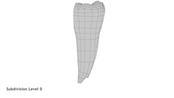 Human Teeth Lower First Molar_render_wireframe 3.0