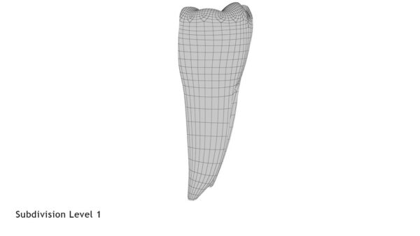 Human Teeth Lower First Molar_render_wireframe 3.1