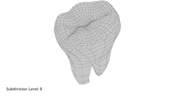 Human Teeth Lower First Molar_render_wireframe 4.0