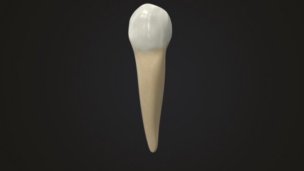 Lower First Premolar_render_color 0001