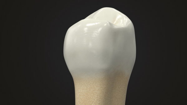 Lower First Premolar_render_color 0003