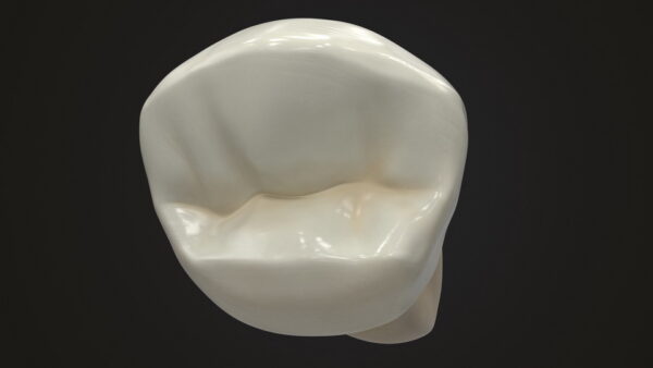 Lower First Premolar_render_color 0005