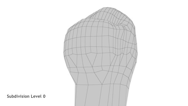 Lower First Premolar_render_wireframe 3.0