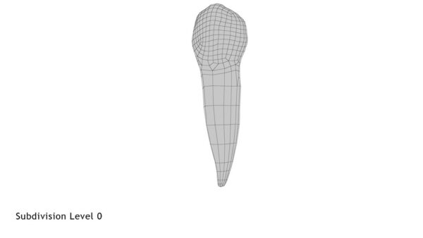 Lower Second Premolar_render_wireframe 1.0