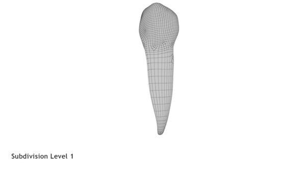 Lower Second Premolar_render_wireframe 1.1