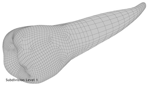 Lower Second Premolar_render_wireframe 4.1
