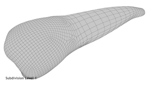 Lower Second Premolar_render_wireframe 5.1