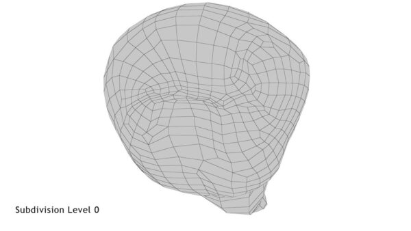Lower Second Premolar_render_wireframe 6.0