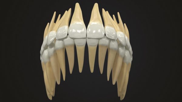 Realistic Teeth Permanent Dentition_color001 _resize