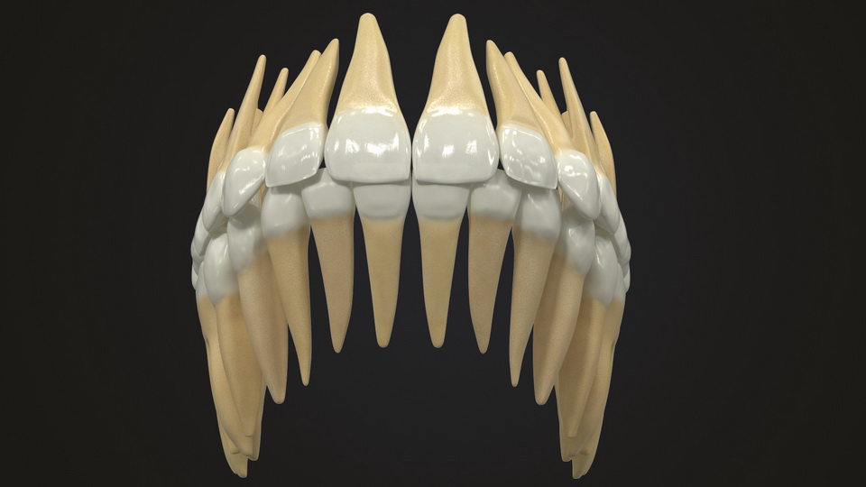 Realistic Teeth Permanent Dentition - 3D Models for Professionals ...