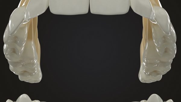 Realistic Teeth Permanent Dentition_color003 _resize