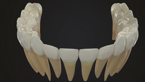 Realistic Teeth Permanent Dentition_color004 _resize