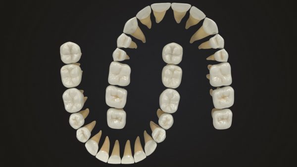 Realistic Teeth Permanent Dentition_color005 _resize