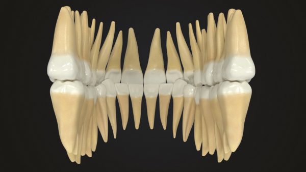 Realistic Teeth Permanent Dentition_color008 _resize