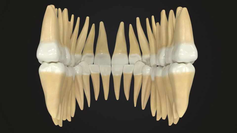 Realistic Teeth Permanent Dentition - 3D Models for Professionals ...