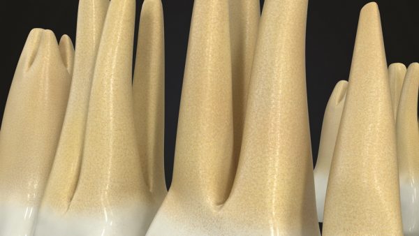 Realistic Teeth Permanent Dentition_color010 _resize