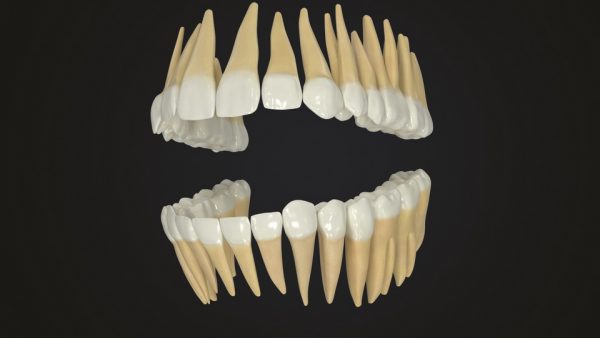 Realistic Teeth Permanent Dentition_color011 _resize