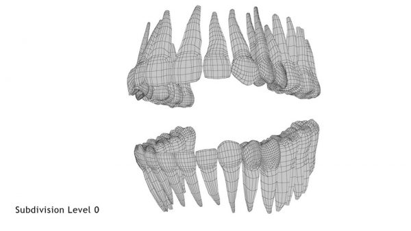 Realistic Teeth Permanent Dentition_wireframe 2.0