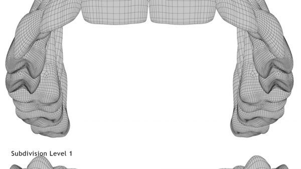 Realistic Teeth Permanent Dentition_wireframe 3.1