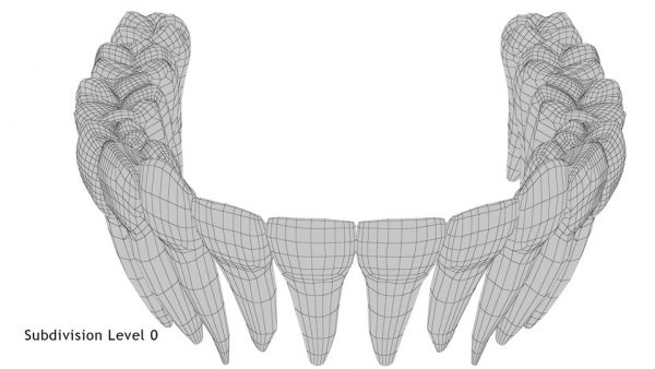 Realistic Teeth Permanent Dentition_wireframe 4.0