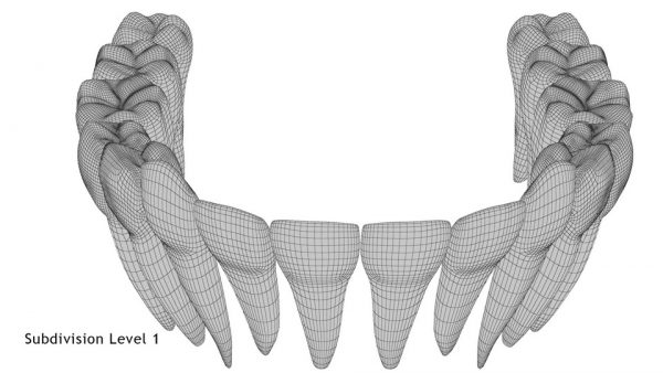 Realistic Teeth Permanent Dentition_wireframe 4.1