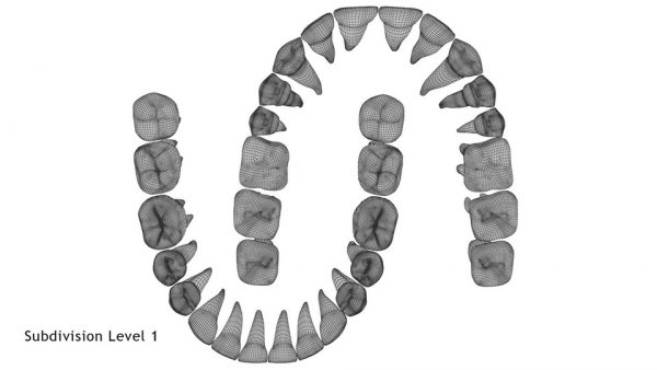 Realistic Teeth Permanent Dentition_wireframe 5.1