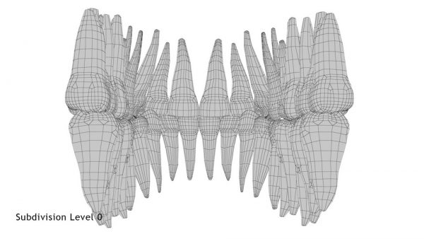 Realistic Teeth Permanent Dentition_wireframe 7.0