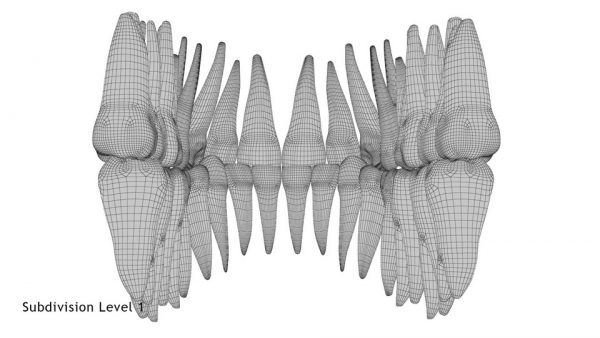 Realistic Teeth Permanent Dentition_wireframe 7.1