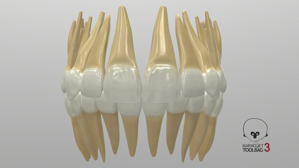 Realistic Teeth Permanent Dentition - 3D Models for Professionals ...